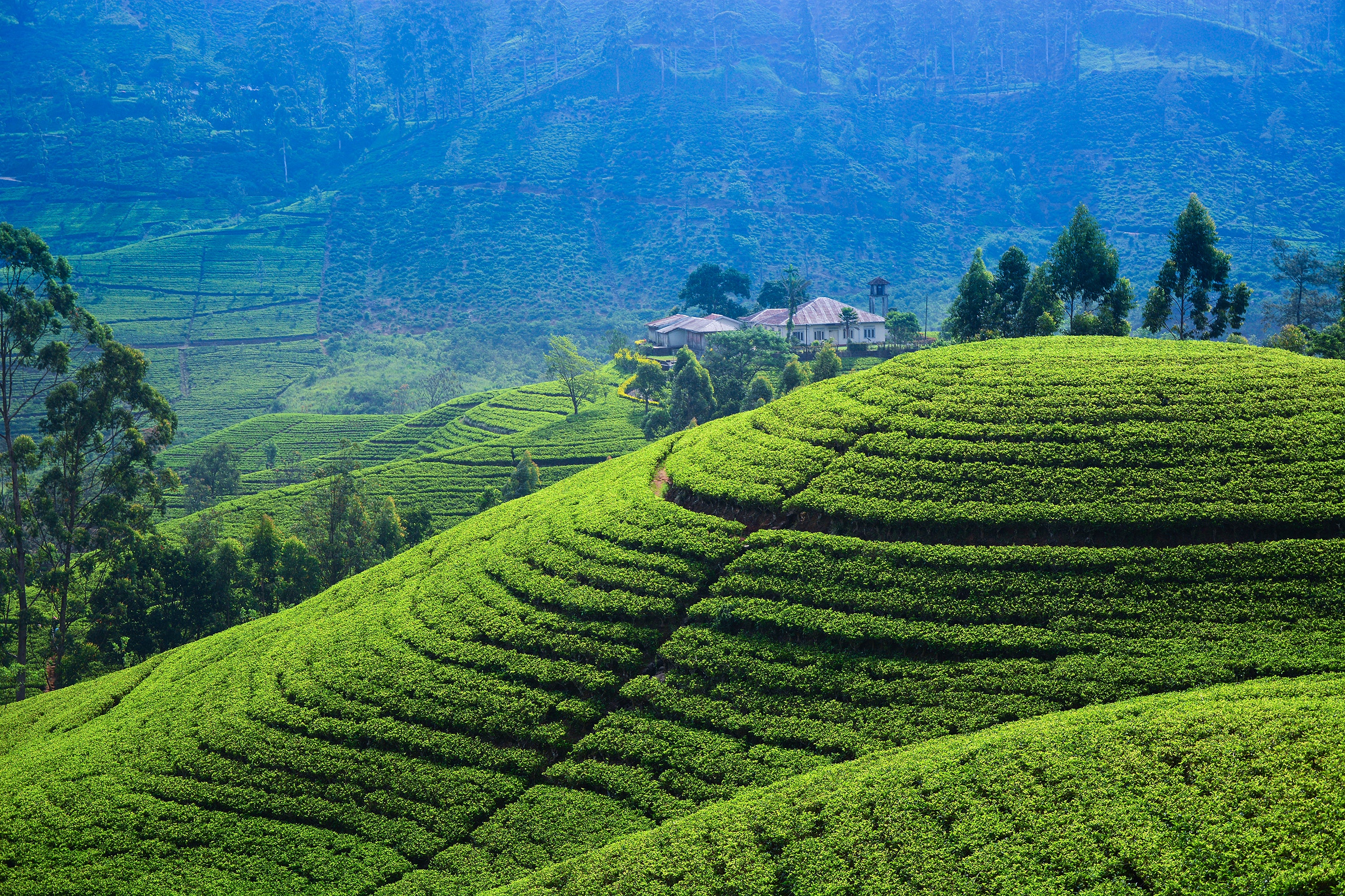 Sri Lanka Tea Plantations